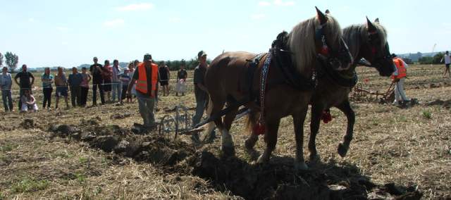 Halas J.orba AX 2010